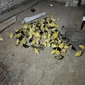 ýaşylbaş ördek jüýje gak gak