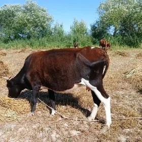 goleli sygyrlar