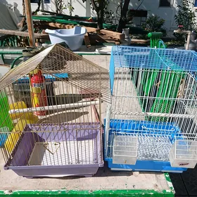 ketek pbugay