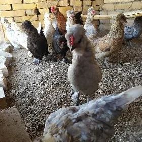 karlik towuklar
