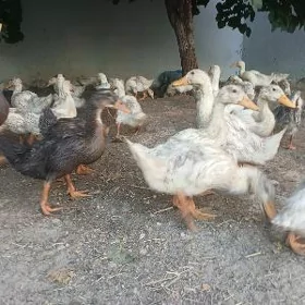 Ördek indautka