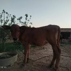 göle