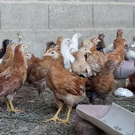 towuk jüje jüýje