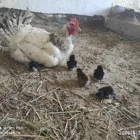 Taşkent towuk juyje
