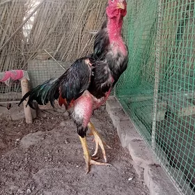 horaz