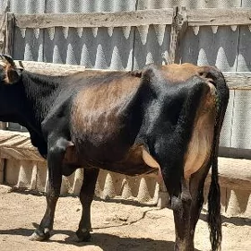 góleli