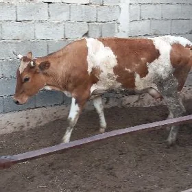 Bogaz Simental Tuwe