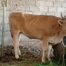 Tüwe