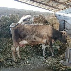 arassa swet goleli sygyr