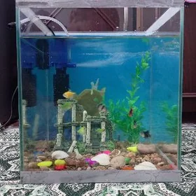 akwaryum balyk 10