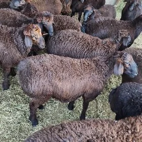 Guzylar arassa gisar paroda