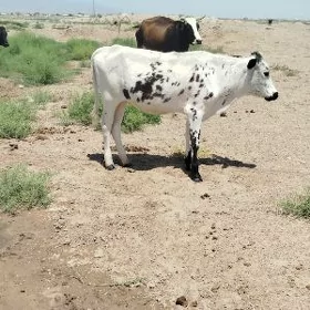 Göle