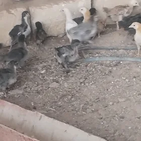 Balakly Paroda Jujeler