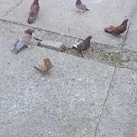 kepderı