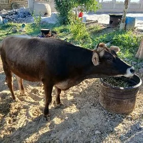 Bakylan tüwe