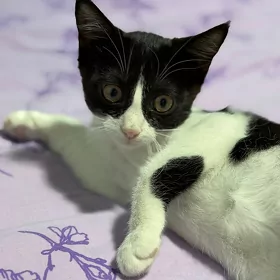 кошка