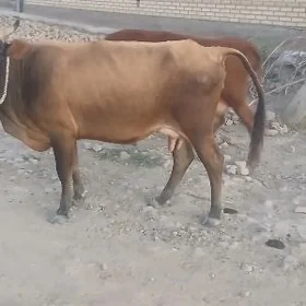 Göleli sygyr