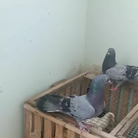 бакинский