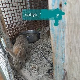 tawşan