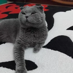Шотландский вислоухий котик