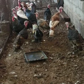 индуклар