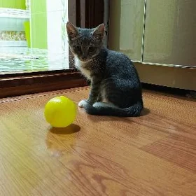 Котята