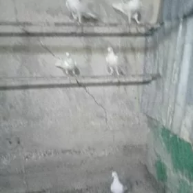 kepderi
