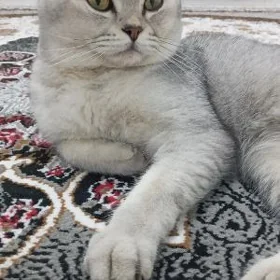 шотландский кот