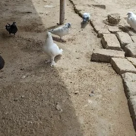 kepderi голуби