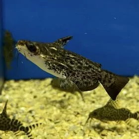 Сом Коряжий