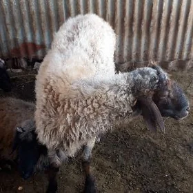 turkmen goc