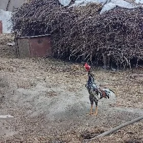 ala horaz