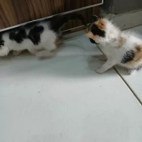 отдам хорошие добрые руки кот