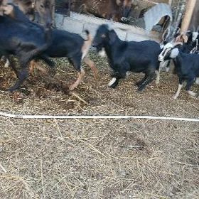 dog gecıler