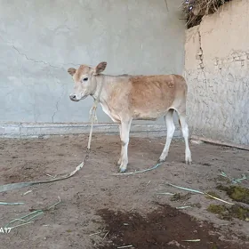 Gulajyn