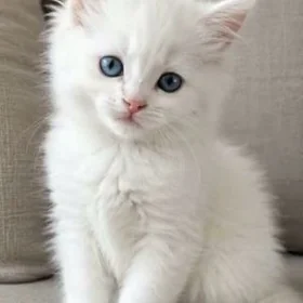 КОТЁНОК