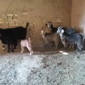 Ekiz owlakly geciler