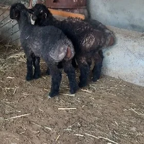 Tokli