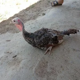 induk juyje