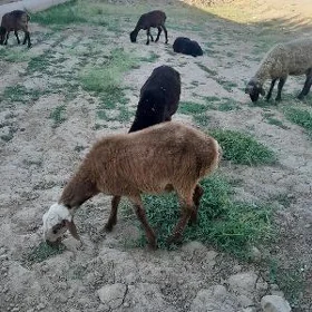 Bere toklylar
