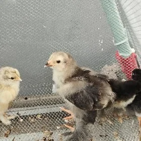 Turk Brama Juyje juyjeler