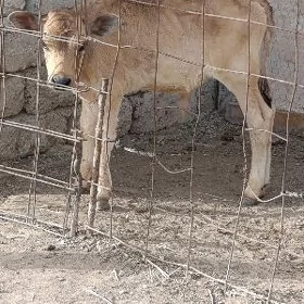 ÖKÜZÇE ŞWES