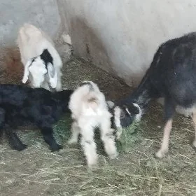 гечи овлаклы