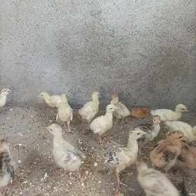 Owgan induk juje