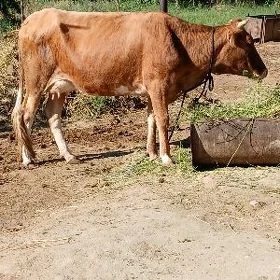 Goleli sygyr 1nji garny