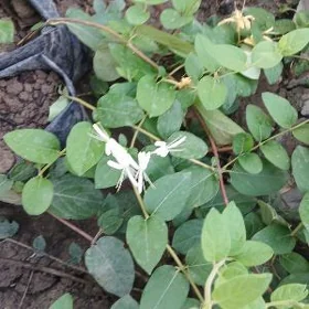 jasmin жасмин жимолость