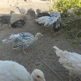 3 Aÿlyk induk jujeler
