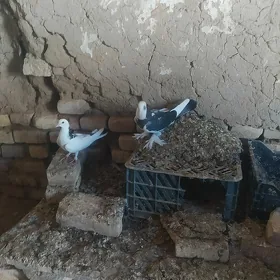 kepderi