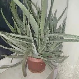Aloe güli licebnyy