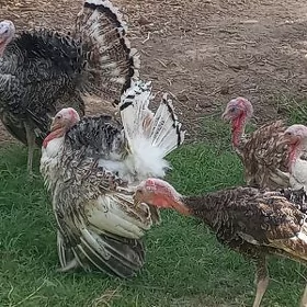 induk horazlar